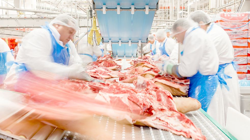 Bei Weidemark in Sögel werden in der Woche knapp 75.000 Schweine geschlachtet. Symbolfoto: Tönnies/Werbestudio Zeidler