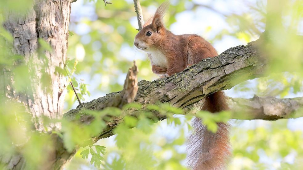 Eichhörnchen finden immer weniger natürlichen Lebensraum. Viele ziehen deshalb in Gärten. Foto: Wolfgang Böning