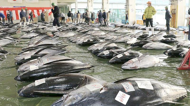 Die erste Thunfisch-Auktion des Jahres auf einem Markt in Nachikatsuura in der Präfektur Wakayama im Westen Japans. Foto: --/kyodo/dpa