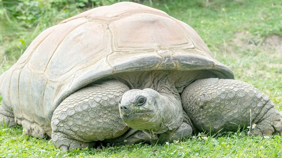Im Juli vergangenen Jahres verstarb im Tiergarten Schönbrunn die Seychellen-Riesenschildkröte Schurli im Alter von 130 Jahren. Auf der Insel St. Helena lebt ein Tier der gleichen Gattung, das noch älter ist. Foto: dpa/Daniel Zupanc
