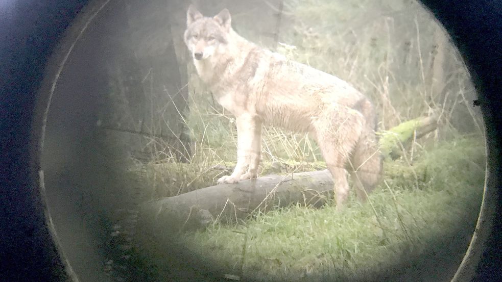 Sieben Wölfe wurden bislang in Niedersachsen erschossen. Bald könnten weitere hinzukommen. Foto: dpa