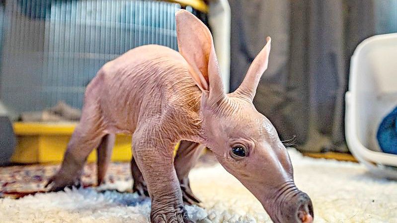 Das Anfang Januar im Chester Zoo geborene Erdferkel auf Erkundungstour. Foto: -/Chester Zoo/dpa