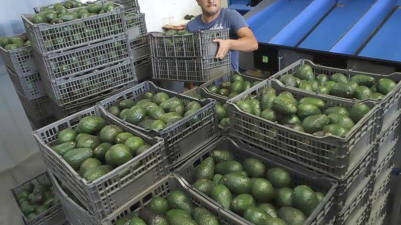 2021 führten die USA 1,2 Millionen Tonnen Avocado für rund drei Milliarden Dollar ein - davon entfielen 1,1 Millionen Tonnen und 2,8 Milliarden Dollar auf Importe aus Mexiko. Foto: Armando Solis/AP/dpa