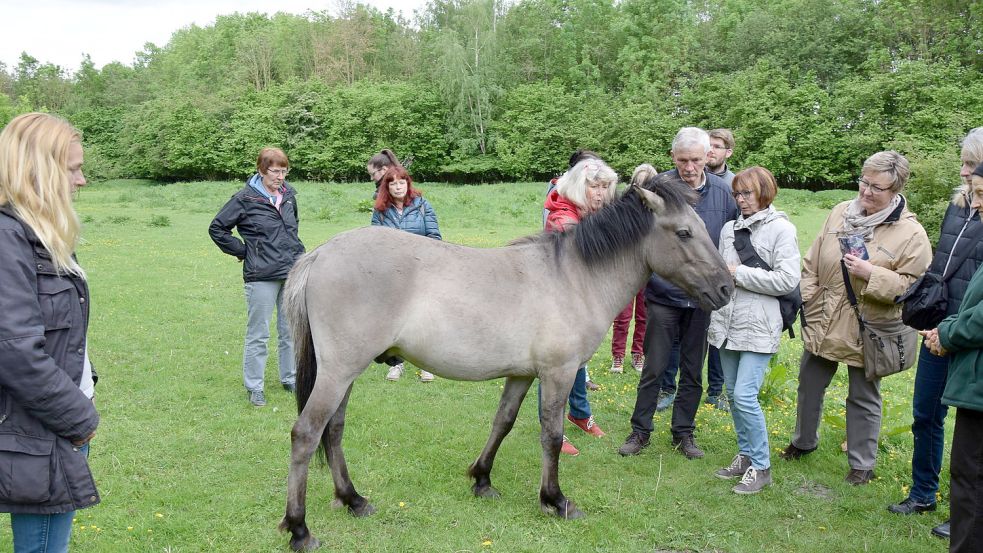 Bei Führungen durch den Hessepark können die Besucher auf Tuchfühlung mit den Koniks gehen. Vielleicht werden die robusten Pferde aber von dort verschwinden. Foto: J. Zuidema/Archiv