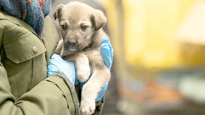 Eine Frau hält auf einem verlassenen Landwirtschaftsbetrieb in Polen nahe der Grenze zur Ukraine einen geretteten Welpen im Arm. Foto: Sebastian Gollnow/dpa