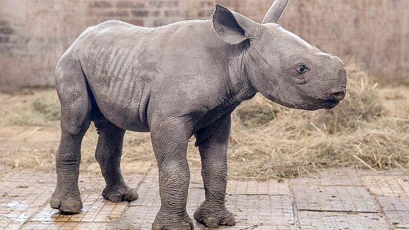 Das weibliche Spitzmaulnashorn Kyiv im Zoo in Königinhof an der Elbe. Foto: Taneèek David/CTK/dpa