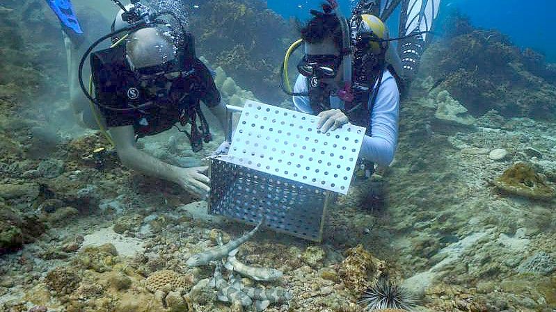 Die Bambushaie werden vor Ko Phi Phi ausgewildert. Foto: S Hotels & Resorts/dpa