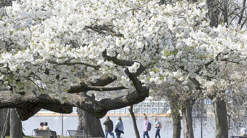 Eine japanische Zierkirsche blüht im Kölner Rheinpark am Rhein. Die Meteorologen sagen bis Montag schönes Wetter mit viel Sonne voraus. Foto: Roberto Pfeil/dpa