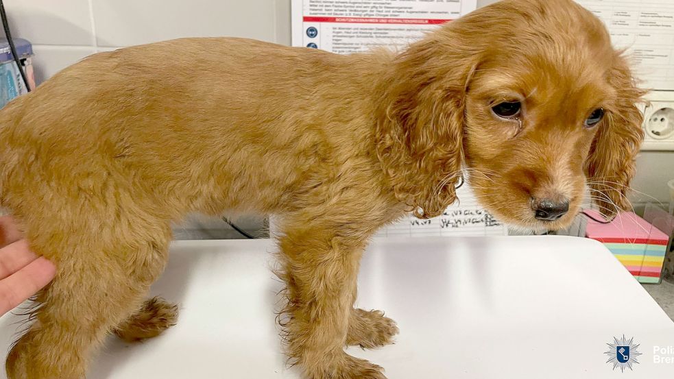 Die Polizei hat in Bremen Gröpelingen mehrere Hundewelpen aus einer verwahrlosten Wohnung befreit. (Symbolfoto) Foto: Polizei Bremen