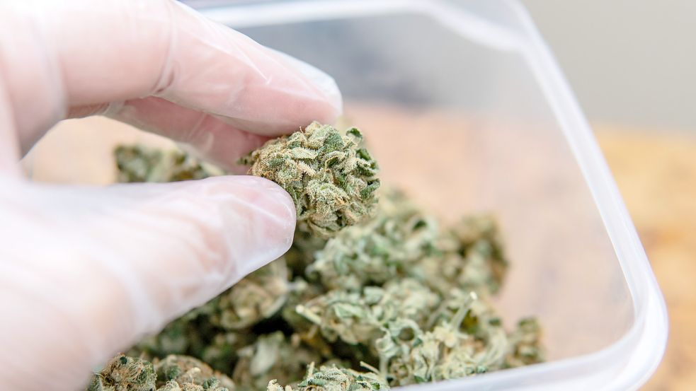 Cannabis aus der Apotheke: Deutsche sind einer Behandlung gegenüber positiver eingestellt als Niederländer. Foto: imago images/Cavan Images