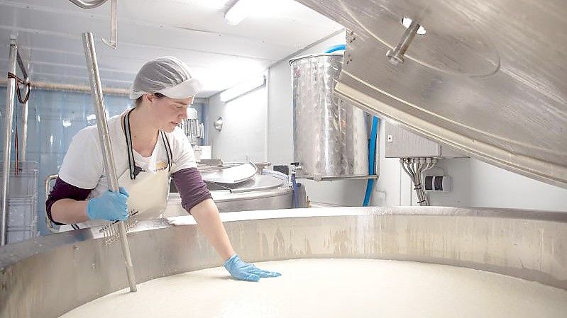 Steffi Heidrich bearbeitet die Gallerte. Mit einer mobilen Käserei in einem umgebauten LKW ist die Molkereifachfrau in Norddeutschland unterwegs um Käse direkt beim Landwirt auf dem Hof herzustellen. Foto: Sina Schuldt/dpa