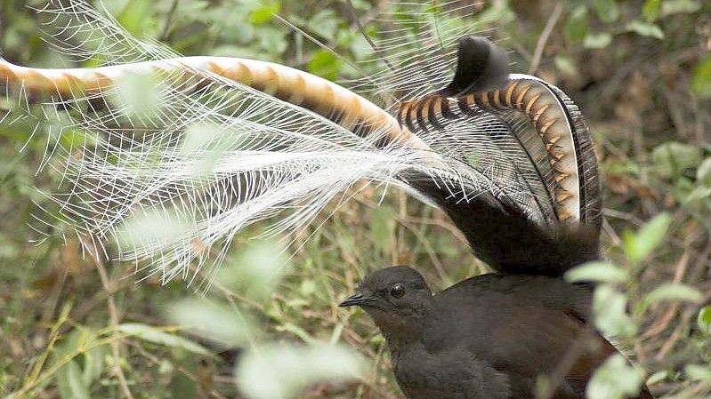 Ein männlicher Graurücken-Leierschwanz spreizt seine Schwanzfedern. Der australische Vogel kann nicht nur singen und Geräusche imitieren, sondern neuen Studien zufolge auch tanzen. Foto: Alex Maisey/University of Wollongong/dpa