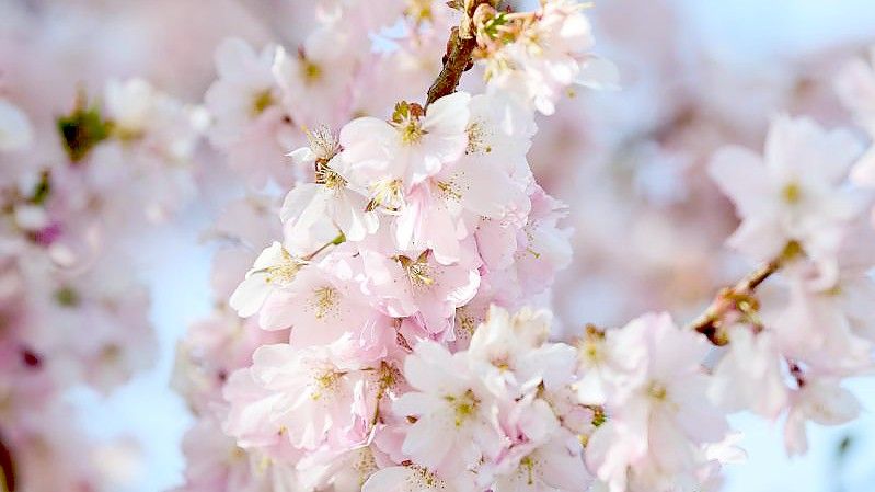 Kirschblüten im Sonnenlicht. Foto: Annette Riedl/dpa