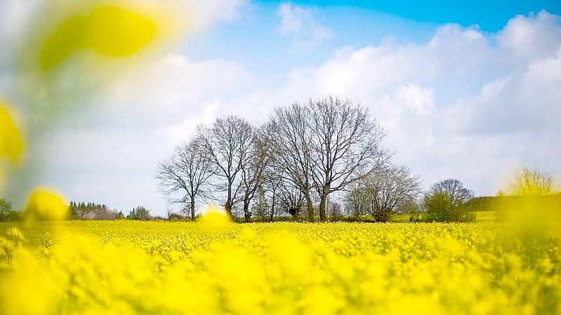 Der Raps blüht bei Sonnenschein auf einem Feld in Niedersachsen. Foto: Sina Schuldt/dpa