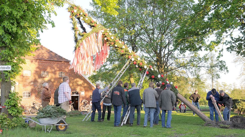 „Hauruck“: Mit vereinten Kräften wird - wie hier in Hesel - der Maibaum aufgestellt. Doch aufgepasst: Wenn der Baum steht, ist besondere Aufmerksamkeit gefragt. Foto: Privat/Archiv