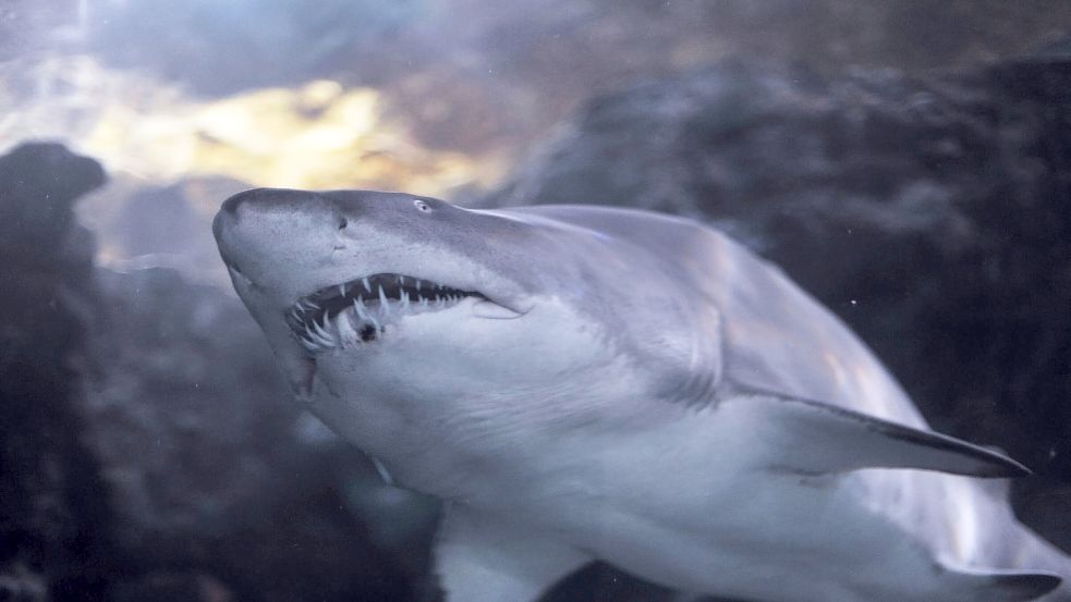 Ein Hai wurde vor der Küste Mallorcas gesichtet. Symbolfoto Foto: imago images/YAY Images