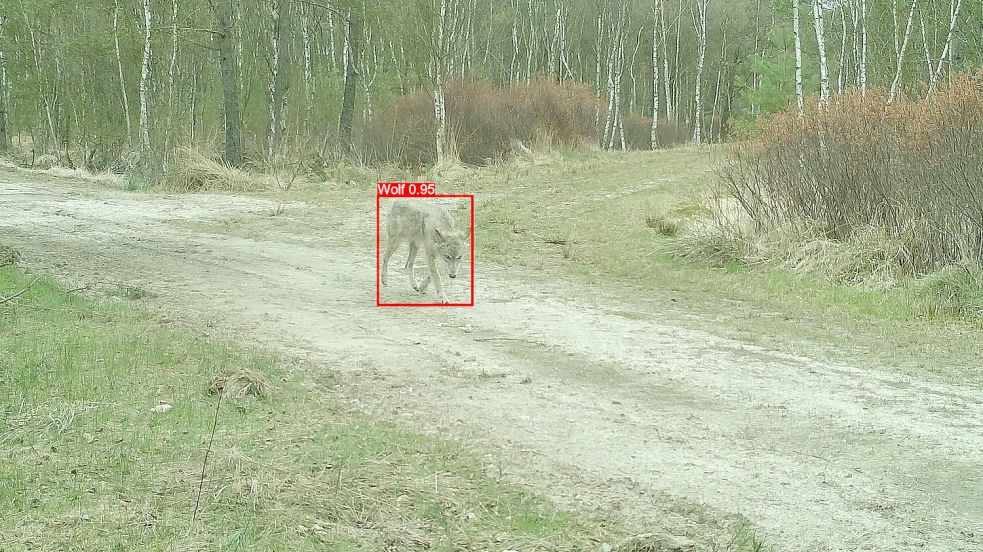 Für seine App hat Oliver Kubitz rund 300.000 Fotos eines Wolfs einscannen müssen. Foto: privat