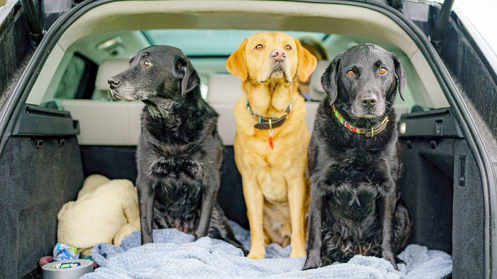 Hunde mit nachweisbarer Jagdausbildung könnten in Großefehn bald steuerfrei werden. Foto: Birchall/PA Wire/dpa