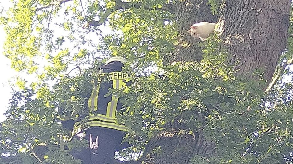 Allein kam Bugy dort nicht mehr runter. Die Feuerwehr holte die Katze vom Baum. Foto: Feuerwehr Akelsbarg-Felde-Wrisse