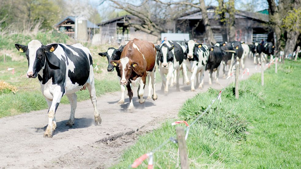 Im niedersächsischen Ostfriesland hat ein Gemeindepastor die konventionelle Landwirtschaft kritisiert. Foto: dpa/Hauke-Christian Dittrich (Symbolbild)