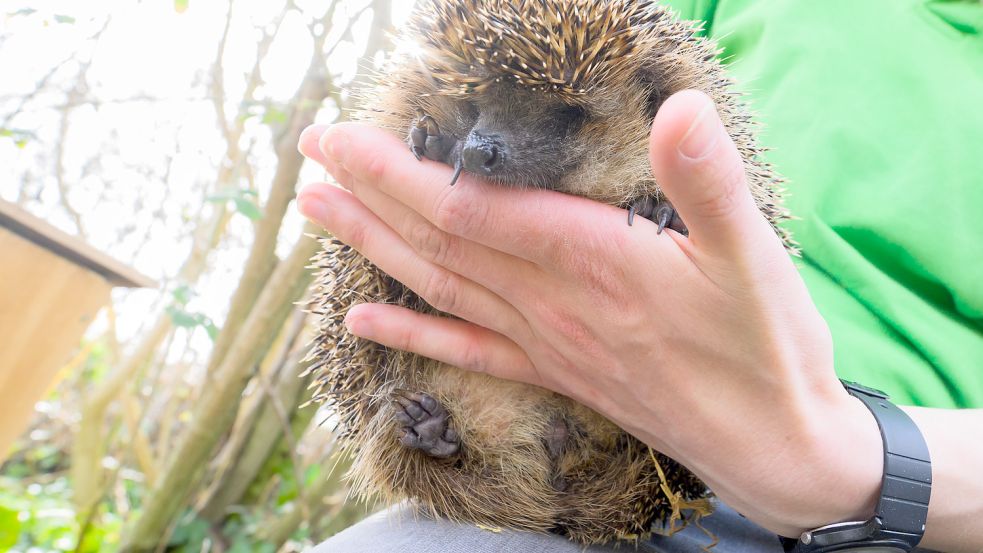 Der Tierquäler ließ Igel unter anderem verhungern. Foto: dpa/Julian Stratenschulte