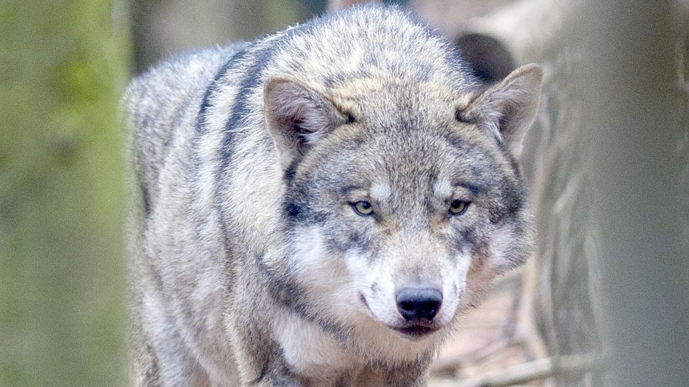 In Friedeburg wurde erneut ein Rind von einem Wolf gerissen. Eltern fürchten jetzt um ihre Kinder. Foto: Gabbert/dpa