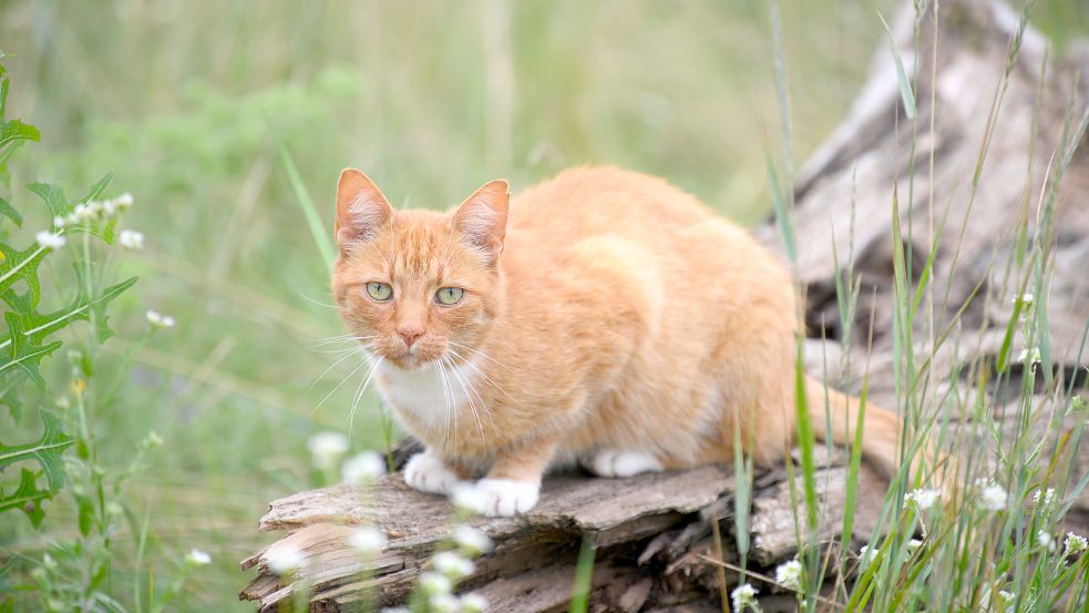 Wer verwundete Tiere findet, möchte oft gerne helfen. Das kann aber teuer werden. Symbolfoto: Stache/dpa