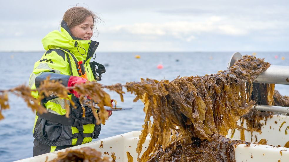 In Norwegen werden die Algen von Hand geerntet. Foto: Valentin Pellio/Oceanfruit