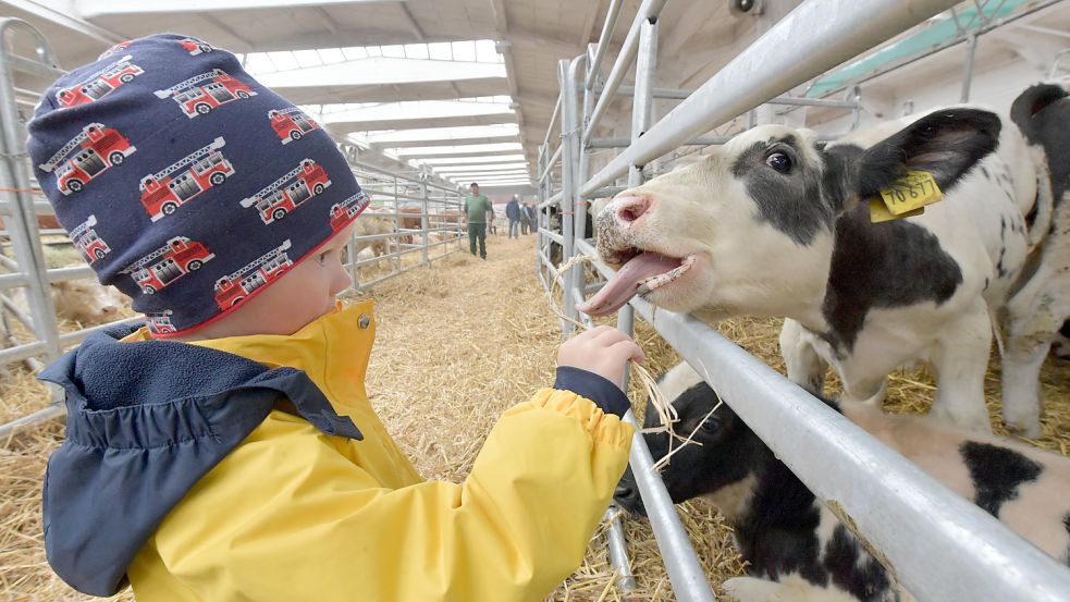 Jonas (3) fütterte Jungvieh mit Stroh. Foto: Ortgies