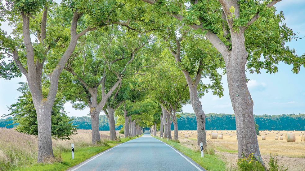 Deutschlands schönste Baureihe: Eschenallee im Spätsommer nahe Bartelshagen. Foto: Karsten Kriedemann