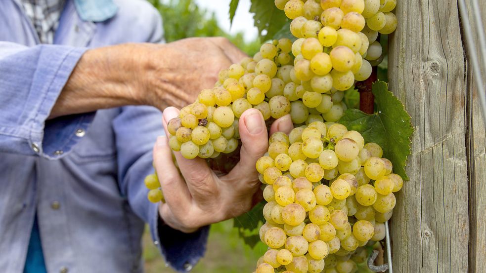 Riesling aus der Pfalz: Was wird aus der Rebsorte, wenn es in Deutschland immer wärmer wird? Foto: Imago images/U. J. Alexander