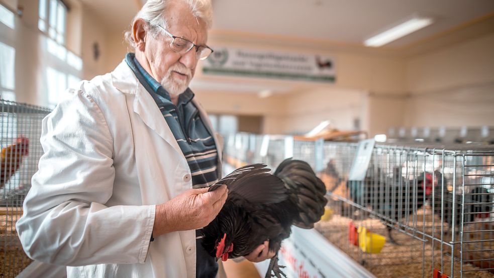 Theo Suntken aus Esens begutachtet ein Zwerg Australorps, eine alte Haushuhnrasse. Er ist seit 1978 Bewertungsrichter. Fotos: Cordsen