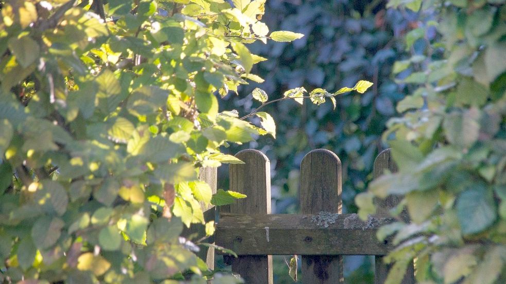 Eine schöne Hecke, zum Beispiel aus Hainbuche, kann in Moormerland künftig mit einem 30-prozentigen Zuschuss gefördert werden. Foto: Pixabay