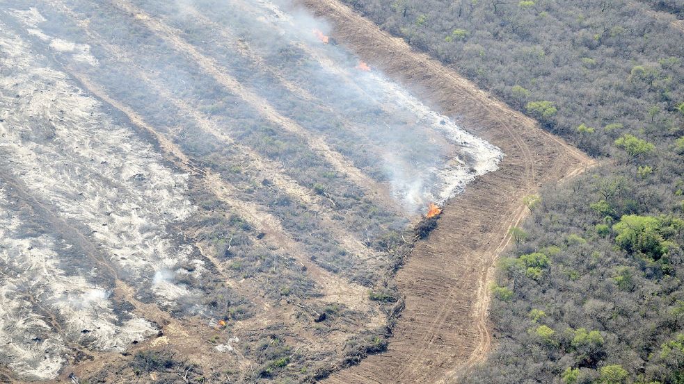 Regenwaldflächen werden in großem Ausmaß für den Anbau von Soja gerodet. Foto: imago images/imagebroker