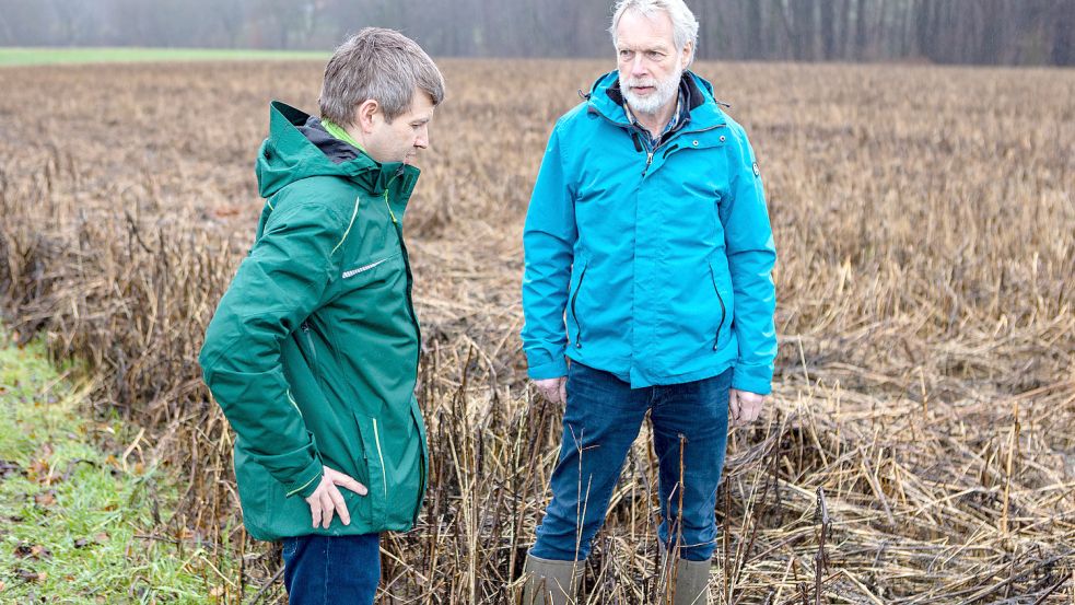 Rainer Hinrichsmeyer (rechts) hat auf einigen seiner Felder in Ostercappeln-Hitzhausen Phacelia als Zwischenfrucht angebaut – zum Gewässerschutz. Gemeinsam mit Raimund Esch von der LWK Niedersachsen begutachtet er die inzwischen abgestorbenen Pflanzen. Foto: Andre Havergo