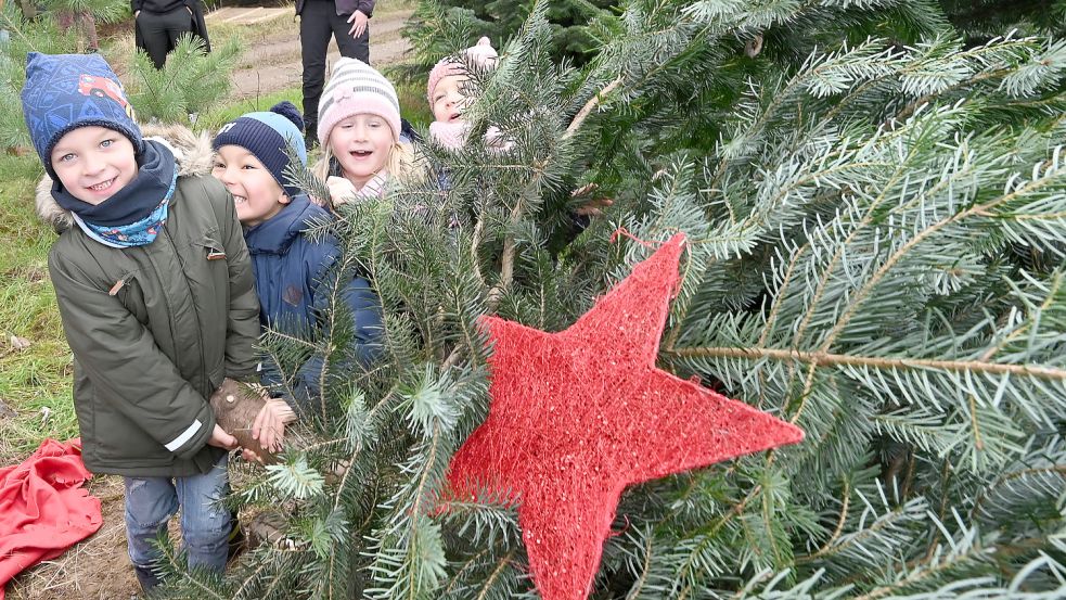 Kinder vom SOS-Kinderdorf Brandenburg versuchen auf dem Werderaner Tannenhof die für sie gefällte Tanne zu ziehen. Foto: dpa