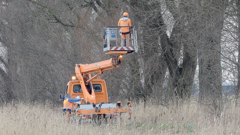 Am Montag waren Mitarbeiter des Emder Bau- und Entsorgungsbetriebs damit beschäftigt, die Fledermausnistkästen von den Weiden am Tjadeweg zu nehmen. Fotos: F. Doden