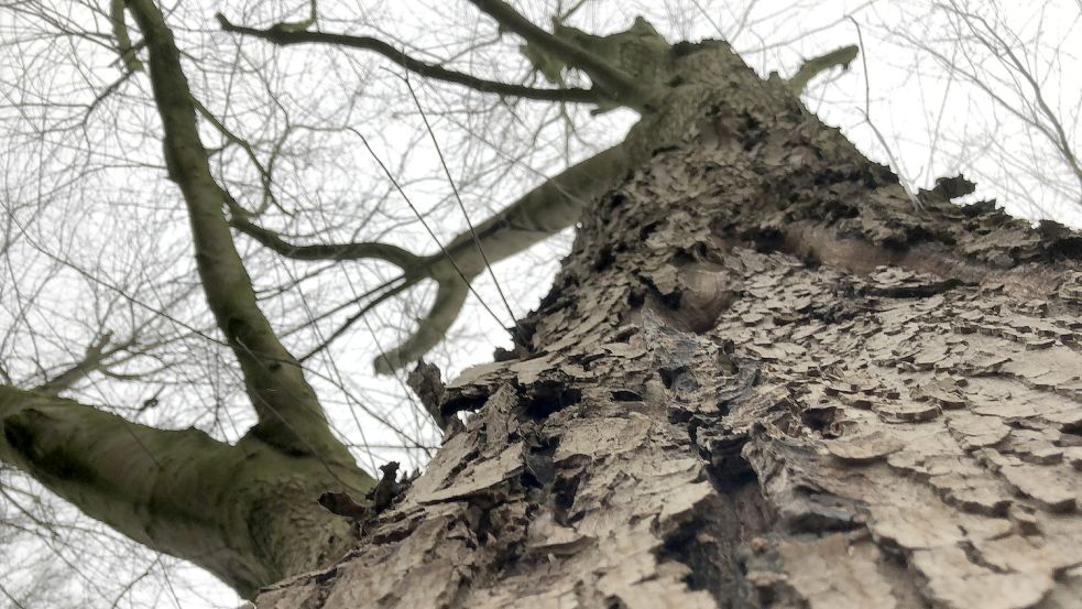 Auch dieser mächtige Ahorn im Stadtgarten weist Pilzbefall und Totholz auf. Hier sind ein Kronen-Entlastungsschnitt und eine Kronensicherung vorgesehen. Foto: Vogt