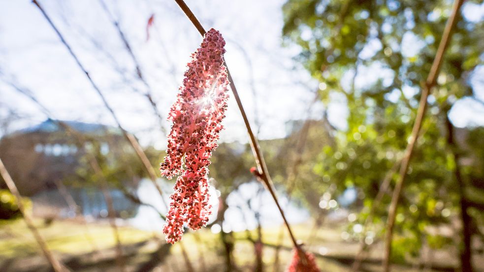 Kalt und sonnig: So wird das Wetter in den kommenden Tagen. Foto: IMAGO IMAGES/Piero Nigro