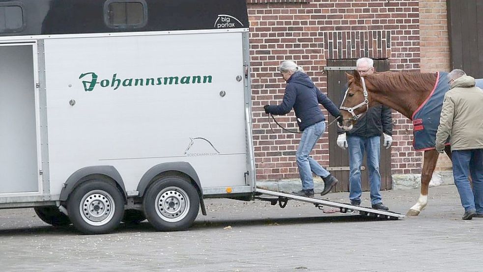 Erlösung von den Qualen: Mitarbeiter des Veterinäramts der Kreisverwaltung Warendorf haben schwer misshandelte Pferde aus Oelde abgeholt. Foto: Ralph Steinhorst