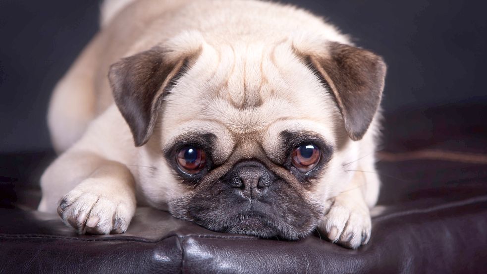 Viele Hunderassen wie der Mops werden bis zur Tierquälerei überzüchtet. Foto: Imago Images/Shotshop