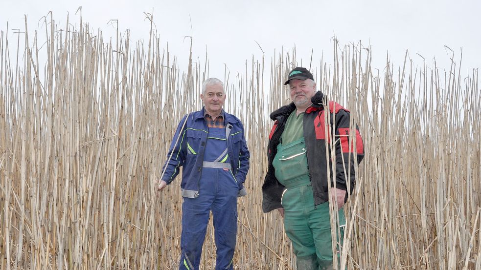 Auf dem Feld von Johann Wilken (rechts) ist das Miscanthus nahezu bereit für die Ernte. Die Halme sind im oberen Bereich bereits abgeknickt. Die Süßgräser wachsen zunächst noch deutlich höher. Foto: Ullrich