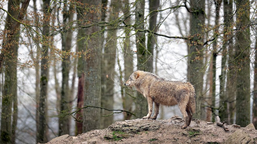 Ein Wolf steht in einem baden-württembergischen Wildpark in seinem Gehege. Foto: Hildenbrand/dpa