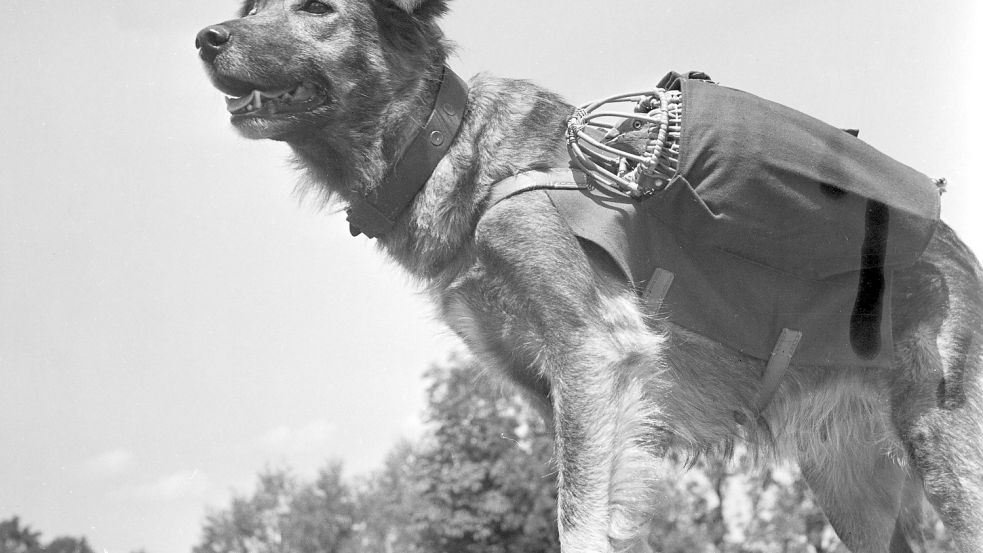 Im Zweiten Weltkrieg brachten Hunde auch Brieftauben zu den vorderen Linien, die dann mit einer Nachricht zurückgeschickt wurden. Die Ausbildung fand in der Heereshunde- und Brieftaubenschule in Sperenberg statt. Foto: Imago Images/United Archives