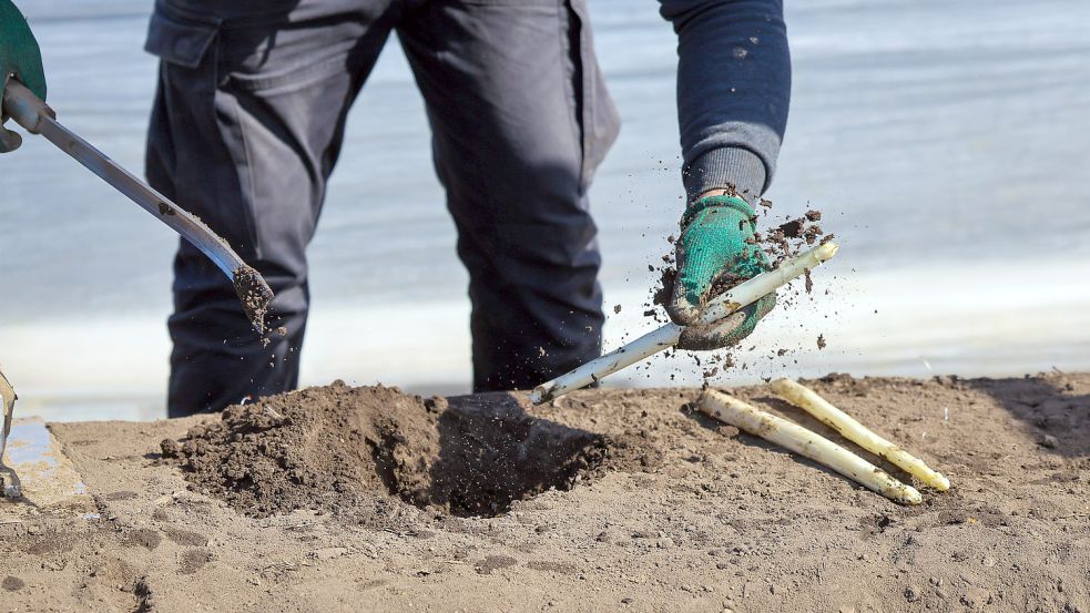 In ganz Deutschland sind zurzeit Erntehelfer auf den Feldern unterwegs, um den Spargel aus der Erde zu holen. Foto: IMAGO / Rupert Oberhäuser