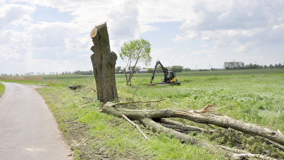 Das blieb von der Weide übrig. Teile der Äste waren geborsten und drohten abzustürzen. Foto: Wolters