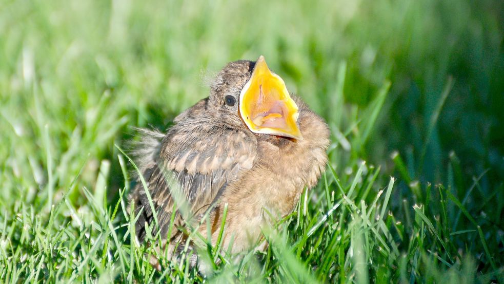 Die junge Amsel will keine Hilfe, sondern Futter von ihren Eltern. Foto: NABU/CEWE/Nadine Bettinghausen