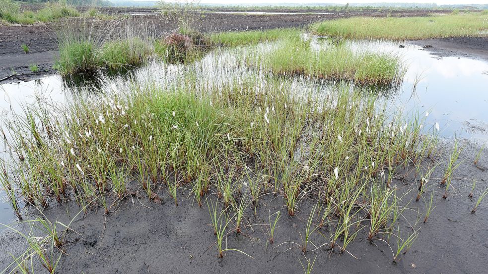 Wiedervernässte Moore leisten einen wichtigen Beitrag zum Klimaschutz. Foto: Hollemann/dpa