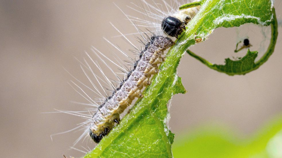 Die Raupen der Eichenprozessionsspinner haben Brennhaare, die giftig sind. Foto: Soeren Stache/dpa