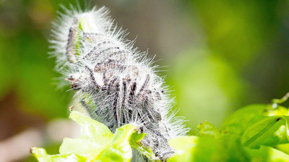 Eichenprozessionsspinner haben sich auf dem Blatt einer Eiche zu einem Knäuel zusammengeballt. Foto: Soeren Stache/dpa